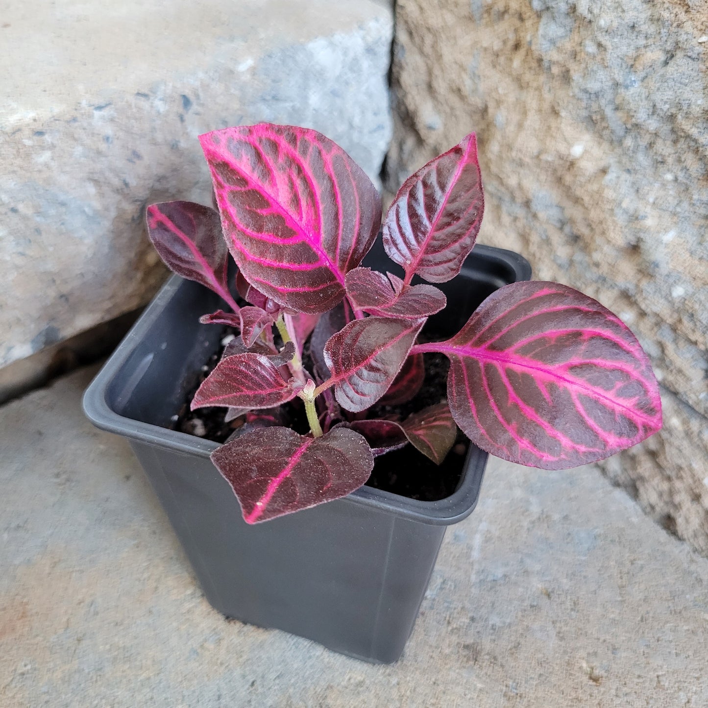 Iresine herbstii 'Bloodleaf'