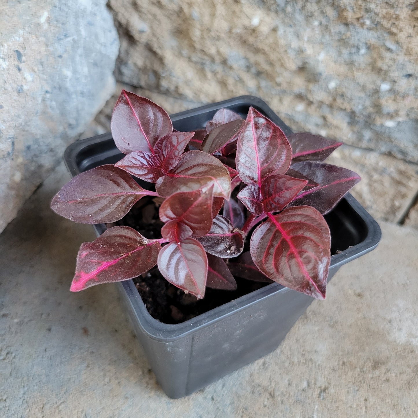 Iresine herbstii 'Bloodleaf'