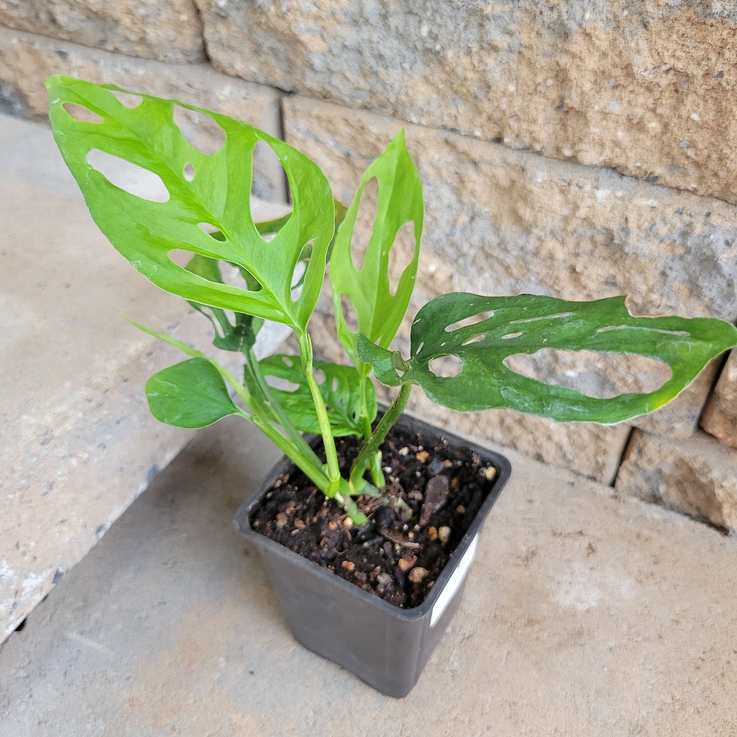 Monstera Obliqua Expilata