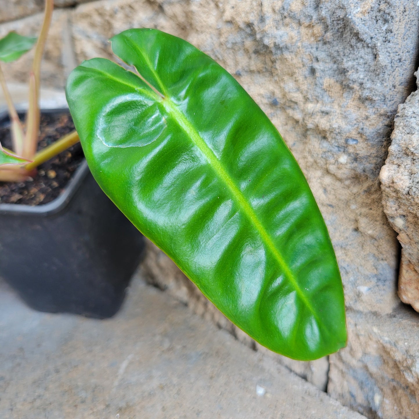 Philodendron billietiae
