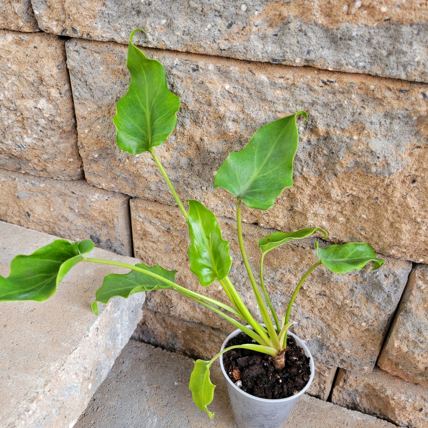 Philodendron xanadu 'Enzie'