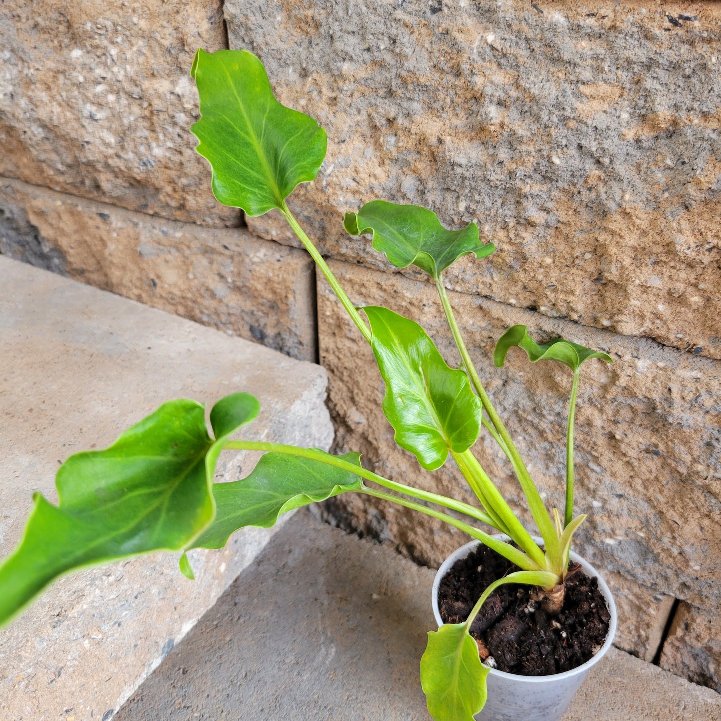 Philodendron xanadu 'Enzie'