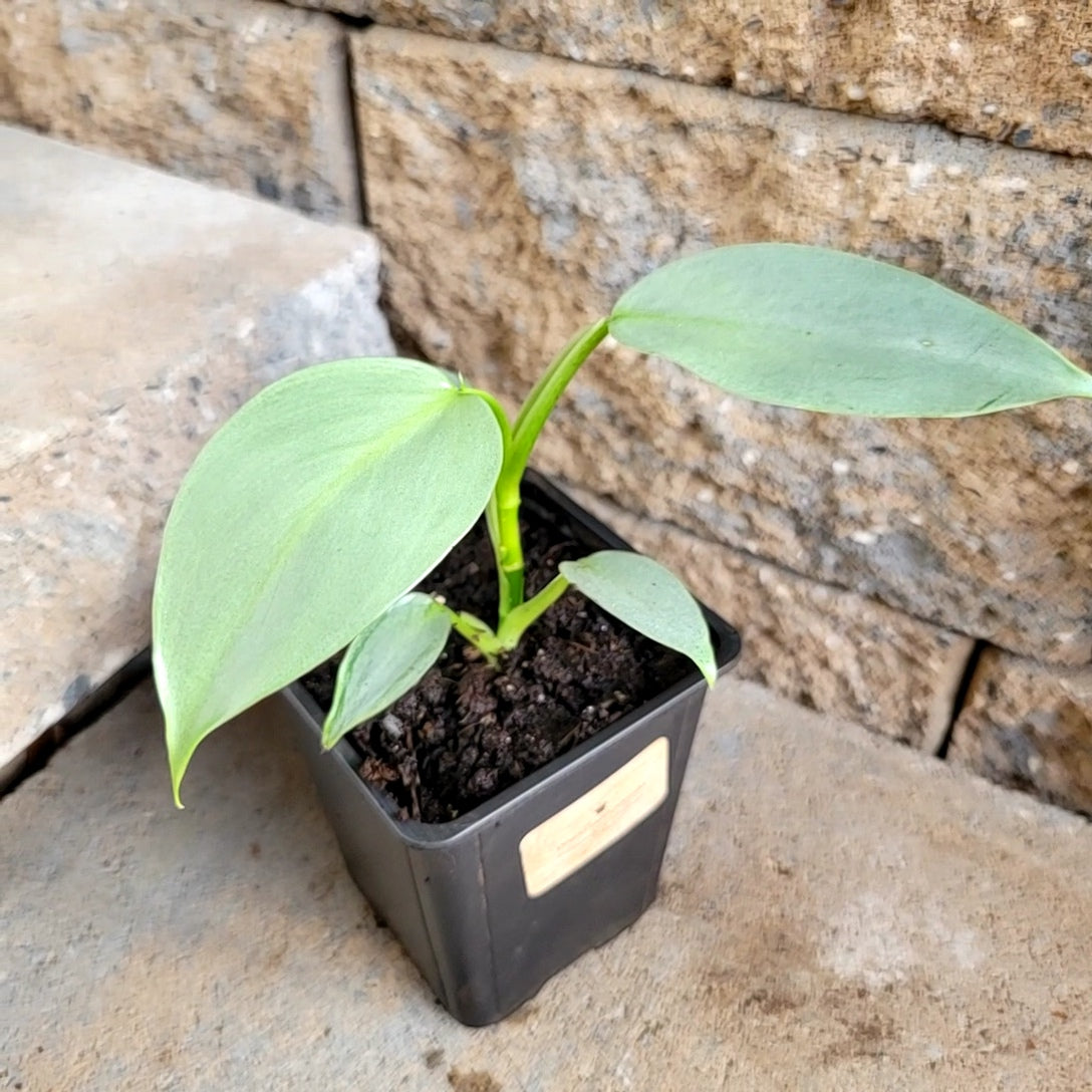 philodendron hastatum soil Philodendron hastatum 'Silver Sword'