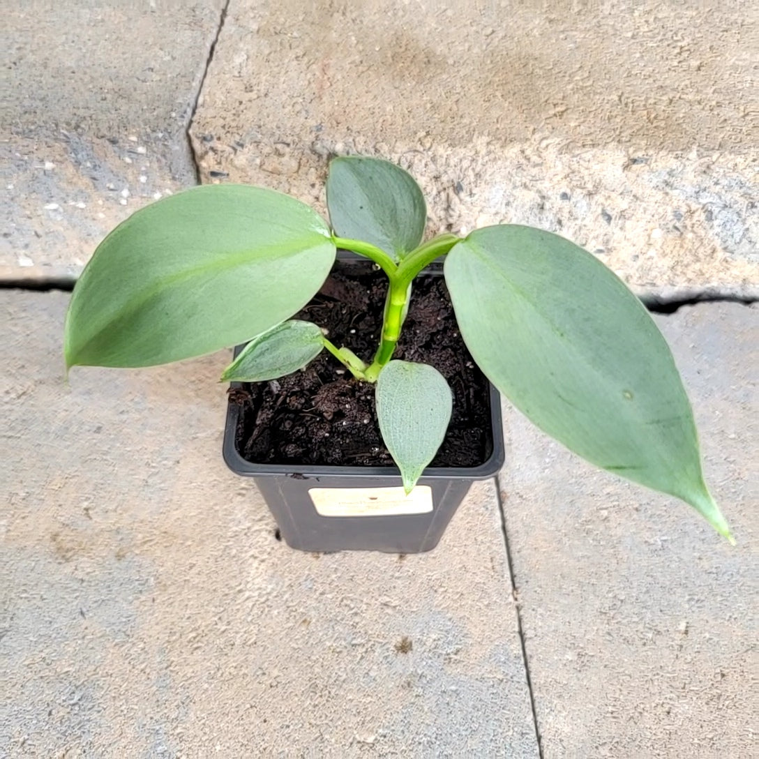 Philodendron hastatum 'Silver Sword'