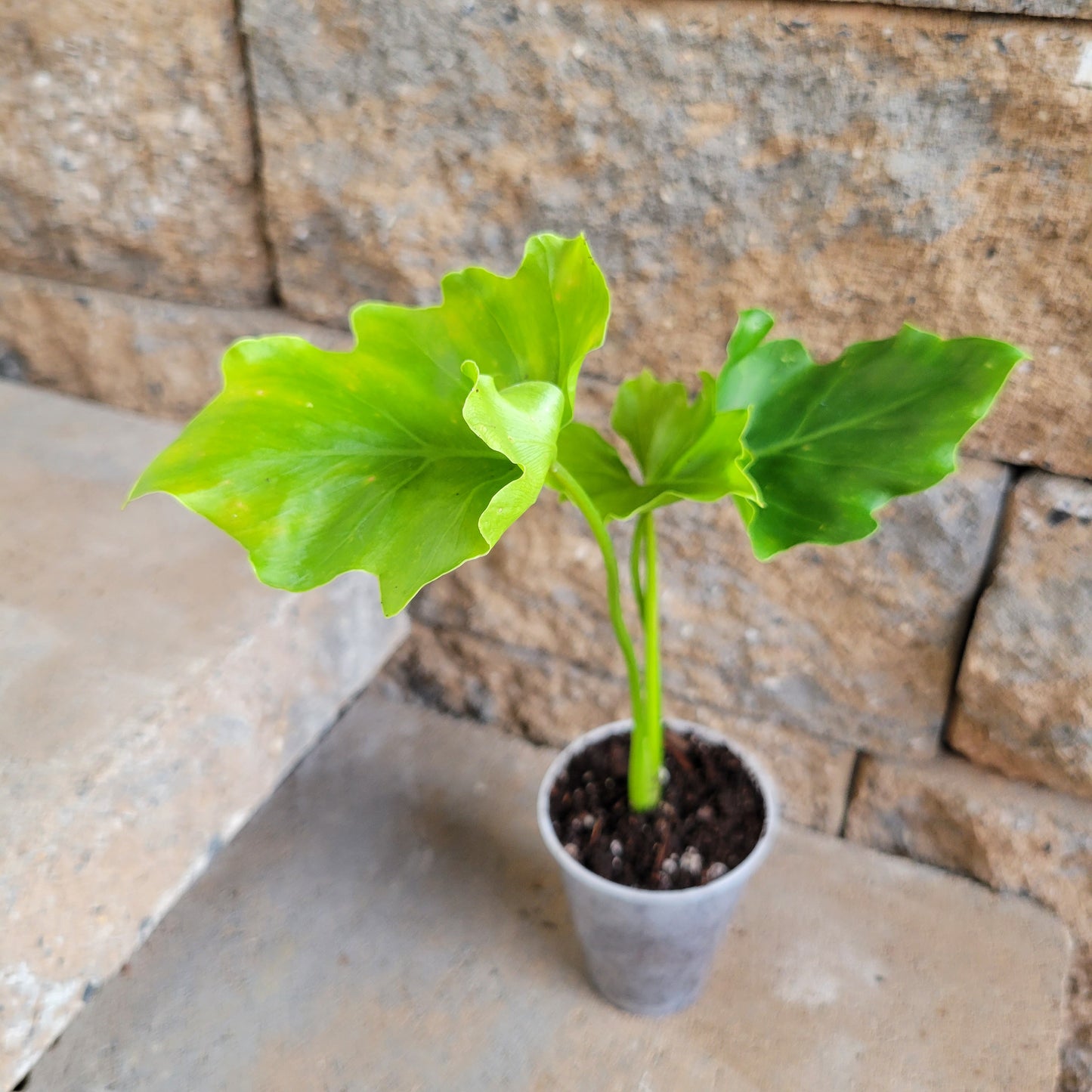 Philodendron selloum  'Hope'