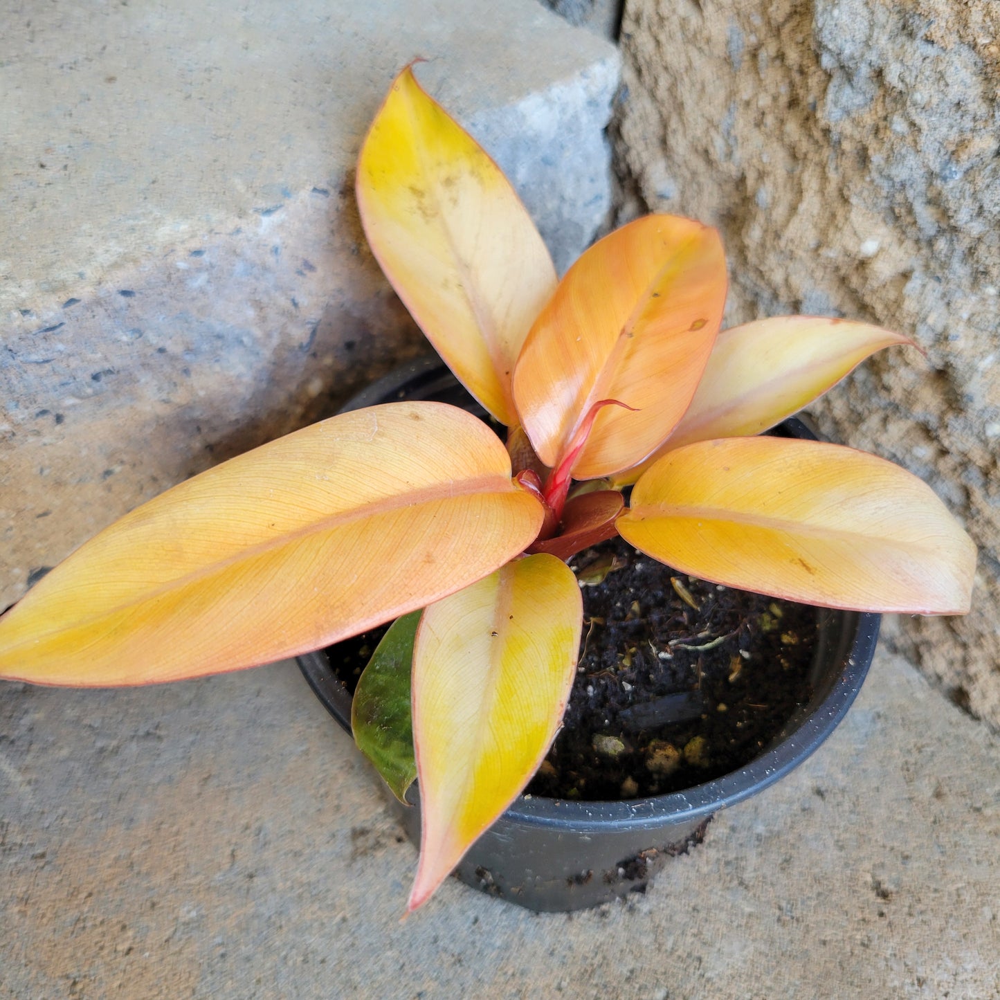 Philodendron ‘Prince of Orange’