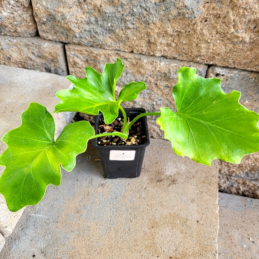 Philodendron selloum  'Hope'