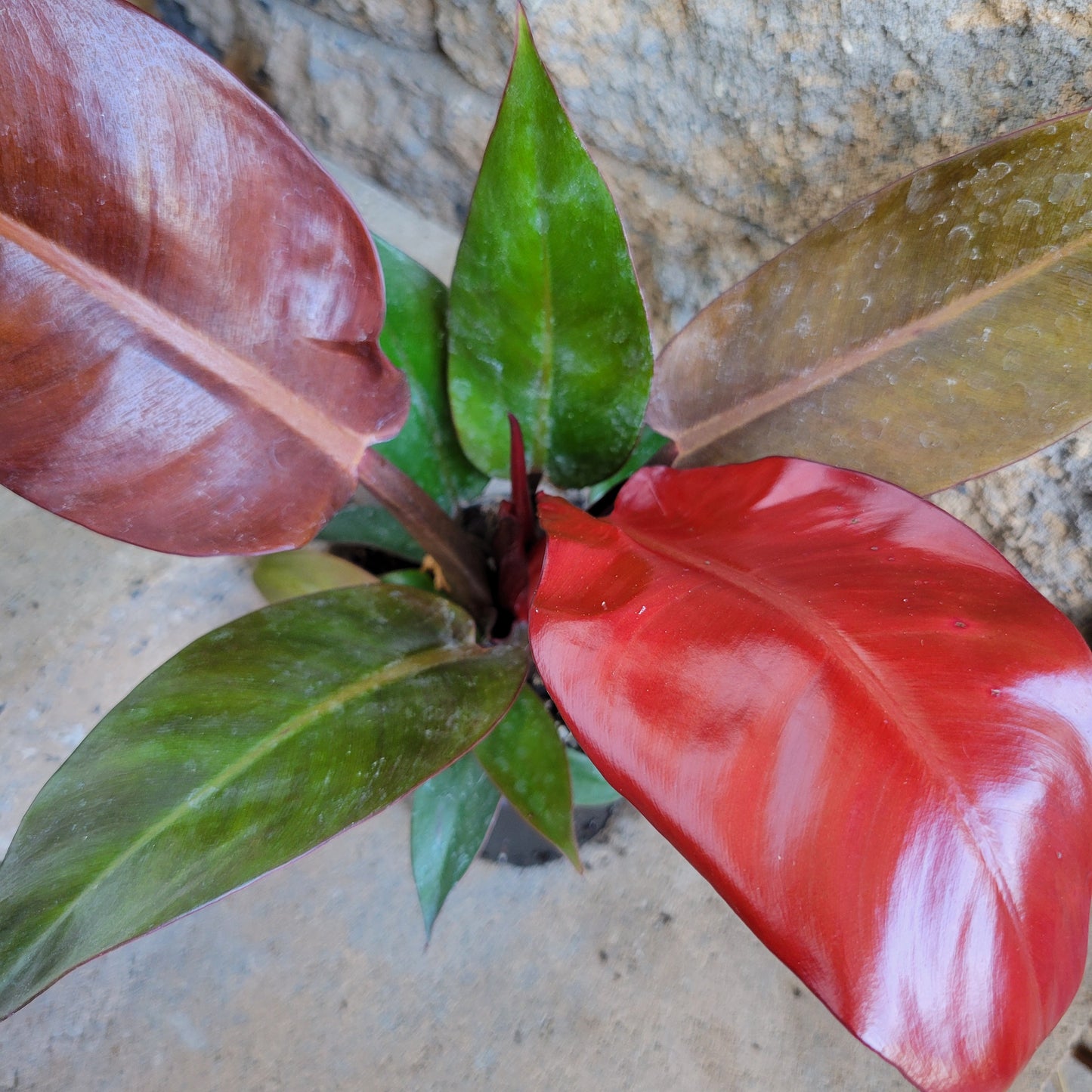 Philodendron ‘Sun Red’