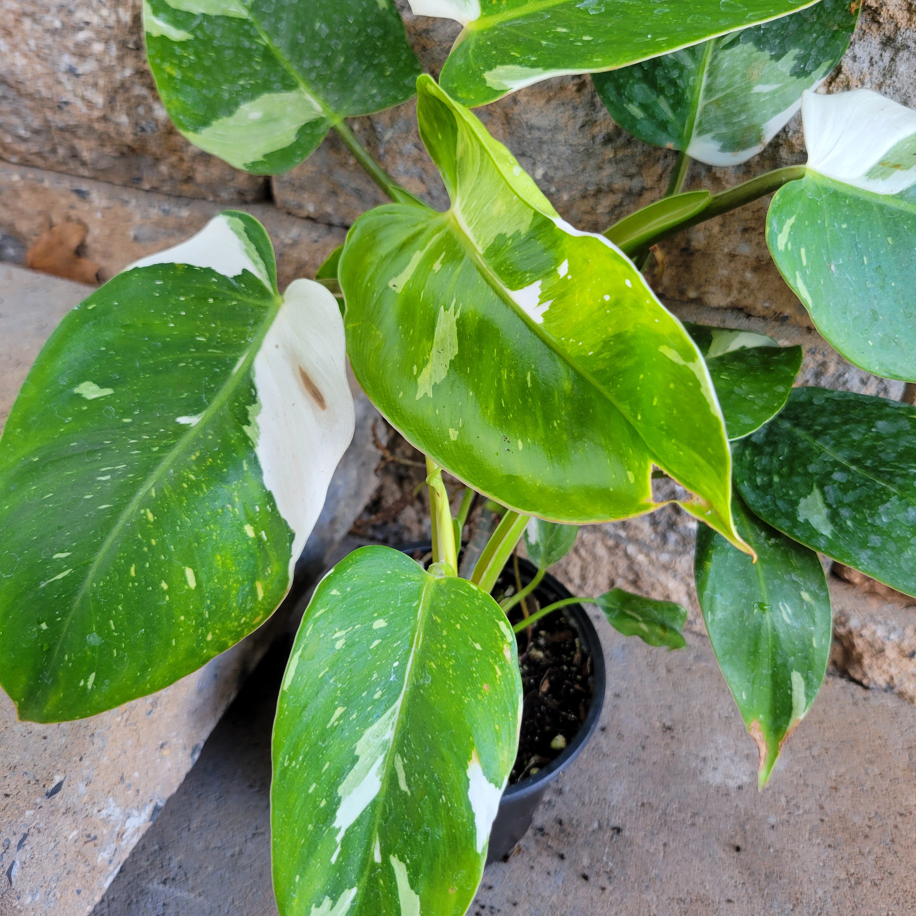 large white wizard philodendron Philodendron 'White Wizard'