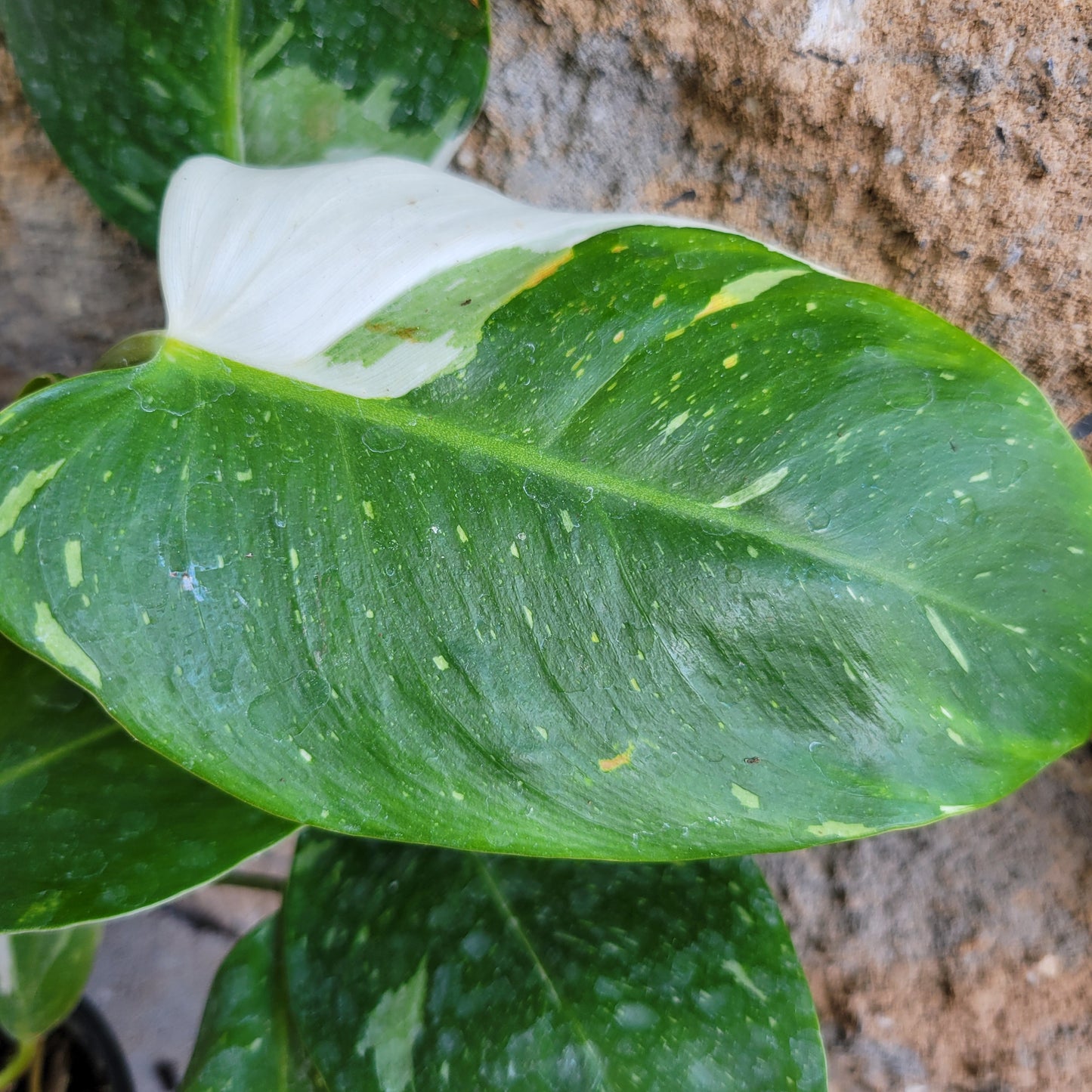 Philodendron 'White Wizard'