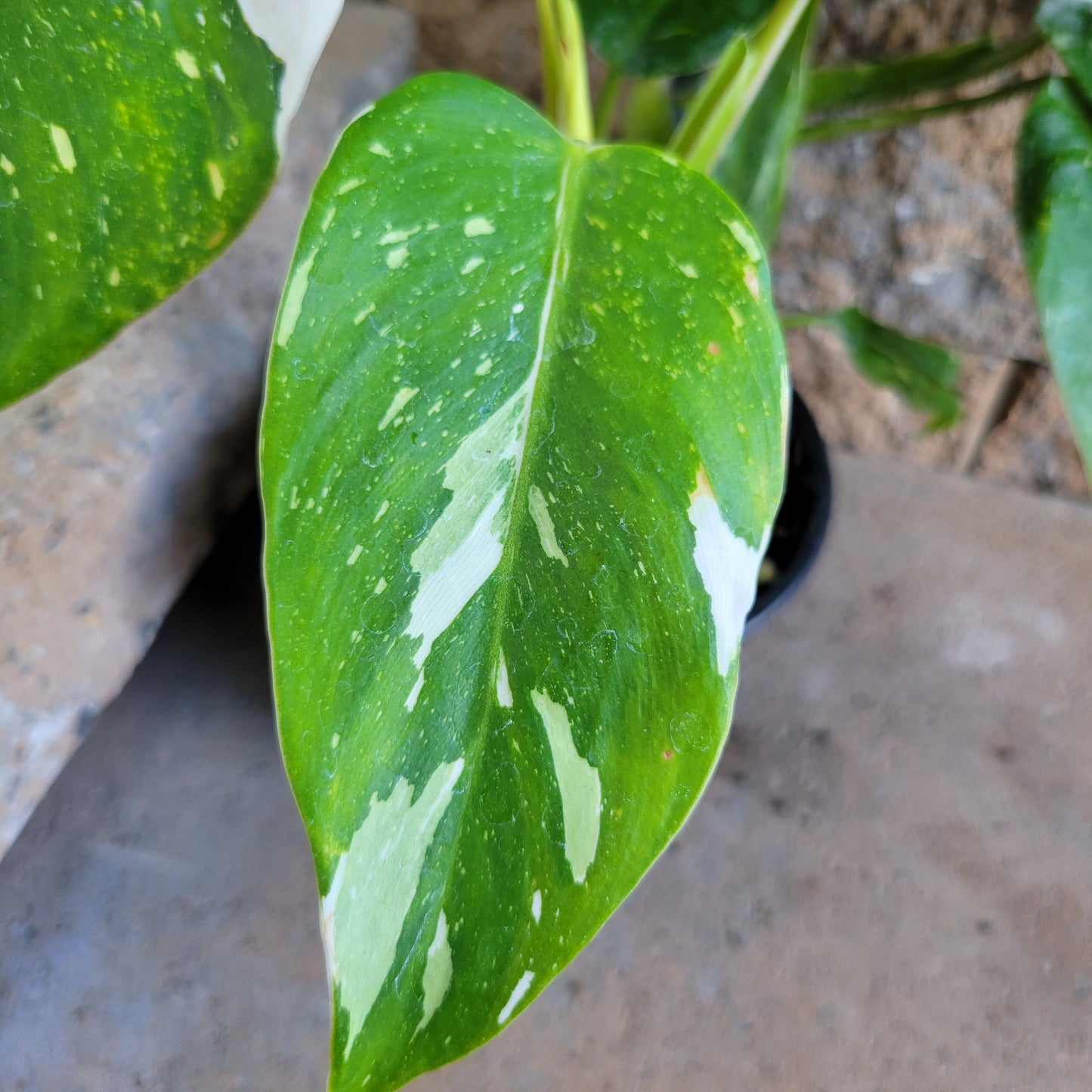 Philodendron 'White Wizard'
