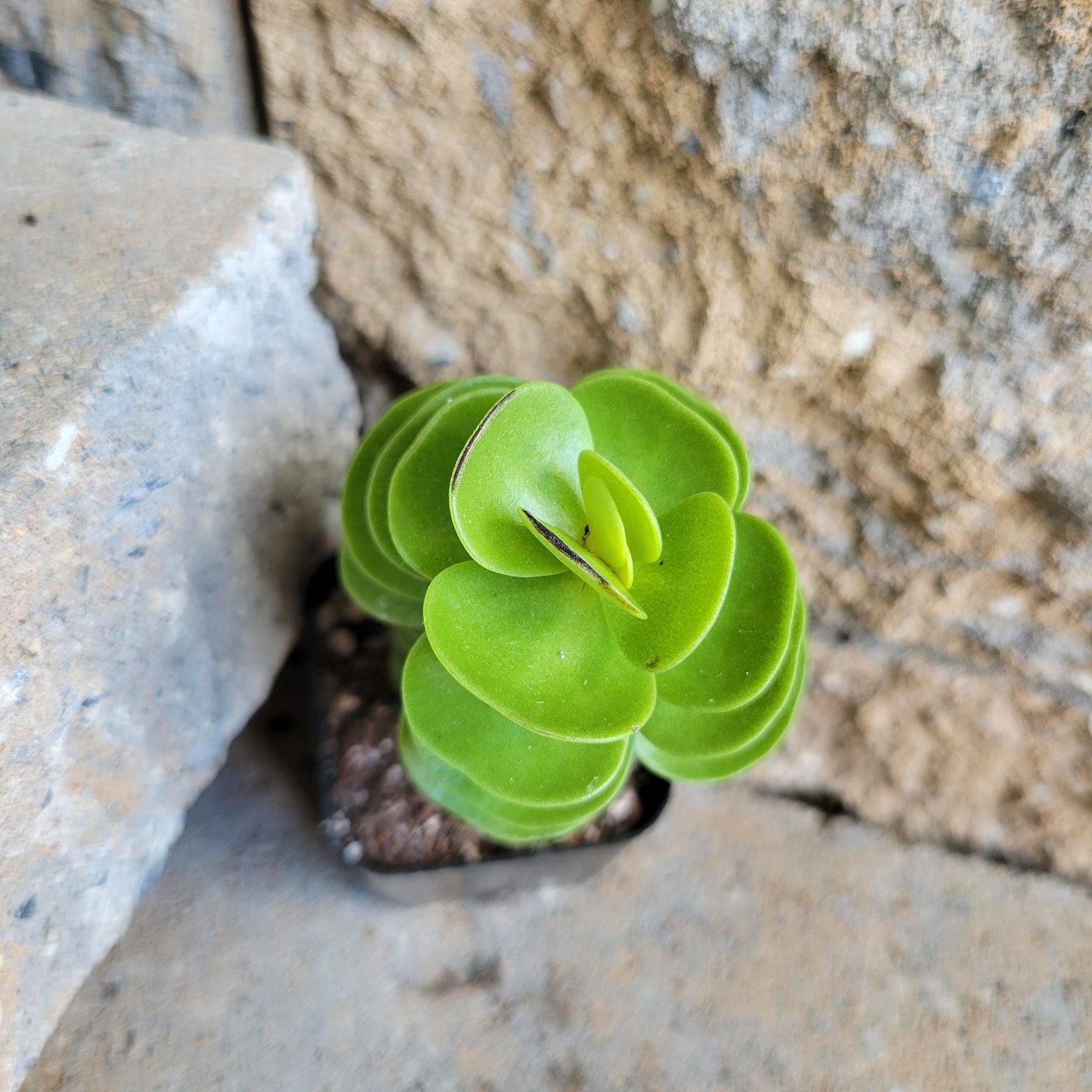 Portulaca molokiniensis