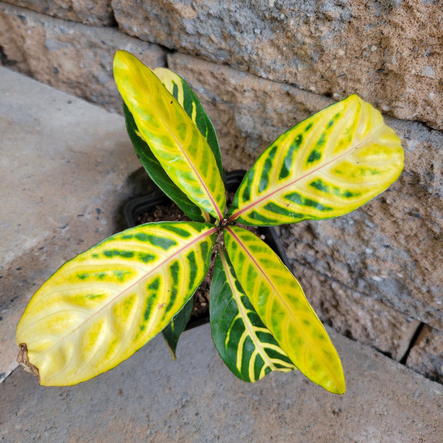 Sanchezia Nobilis Ellen