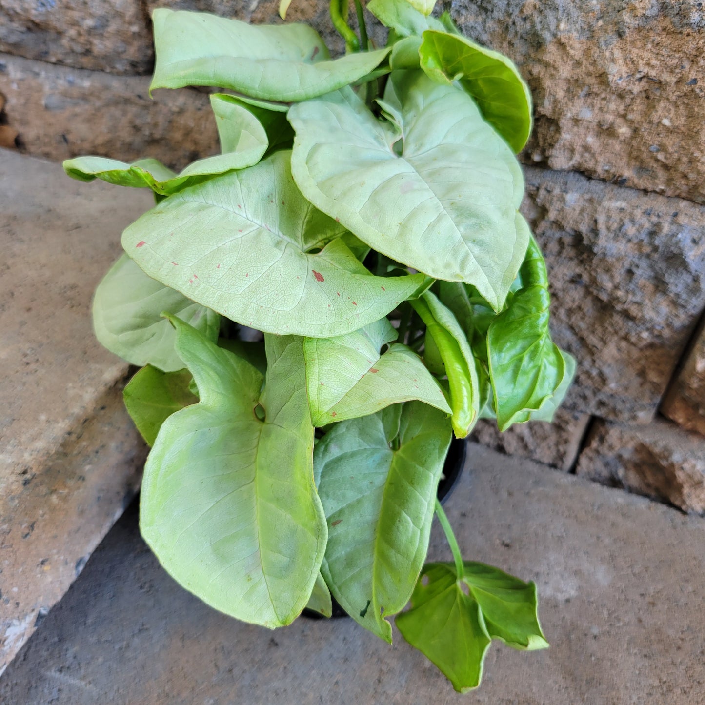 Syngonium podophyllum 'Milk Confetti'