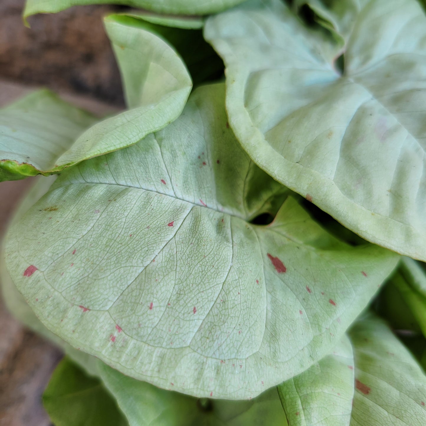 Syngonium podophyllum 'Milk Confetti'