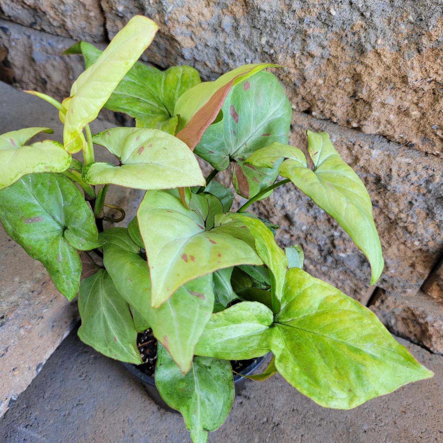 Syngonium podophyllum 'Pink Salmon'