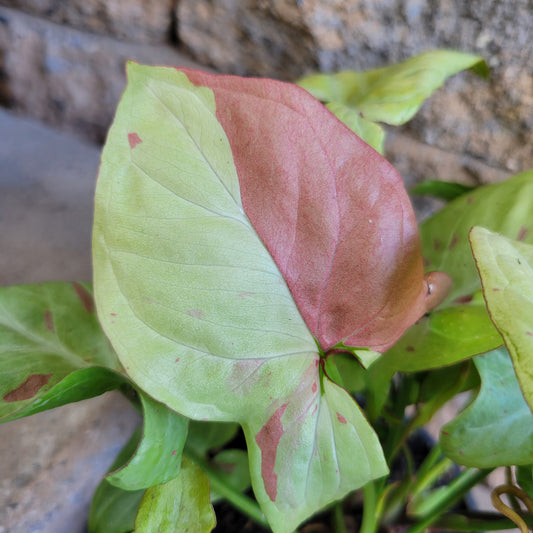 Syngonium podophyllum 'Pink Salmon'