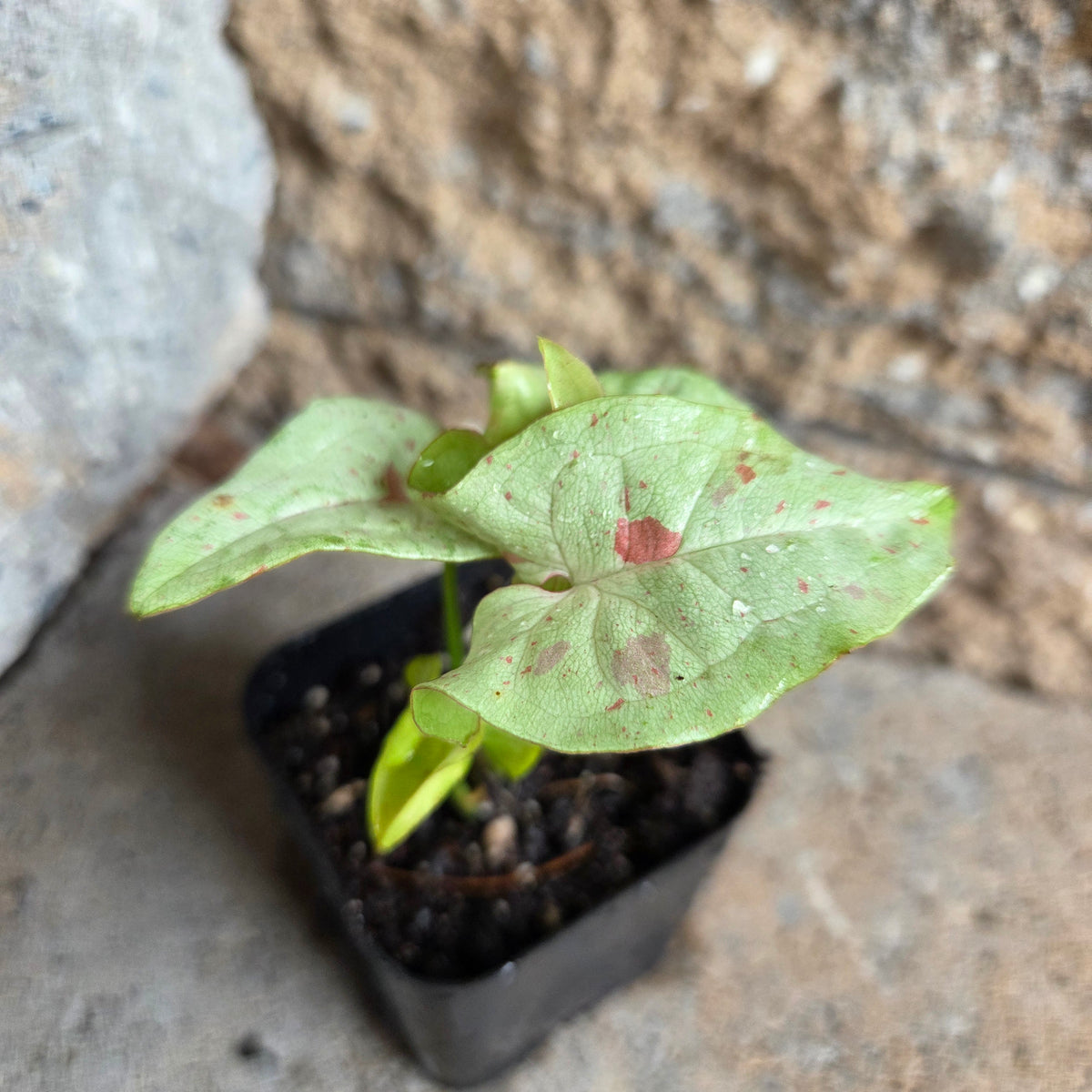 Syngonium podophyllum 'Milk Confetti'