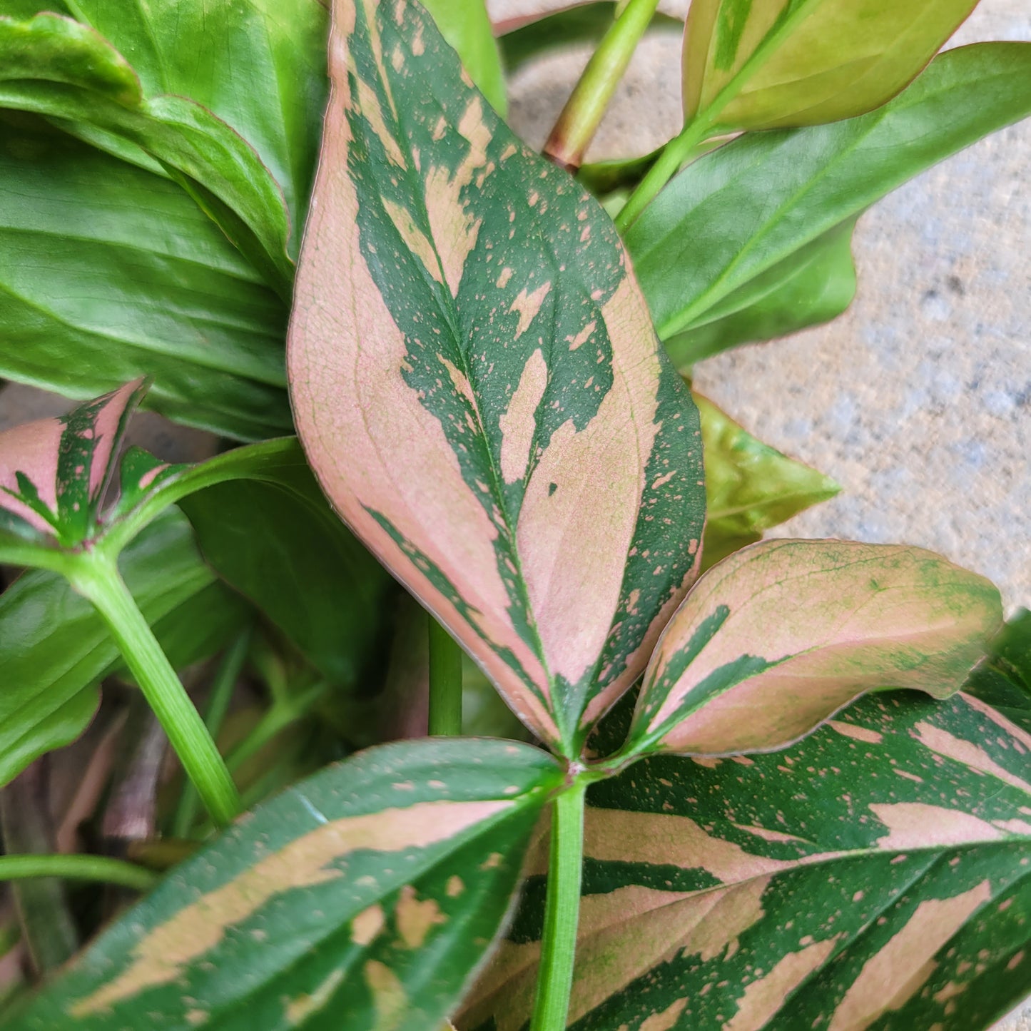 Syngonium podophyllum 'Pink Splash'