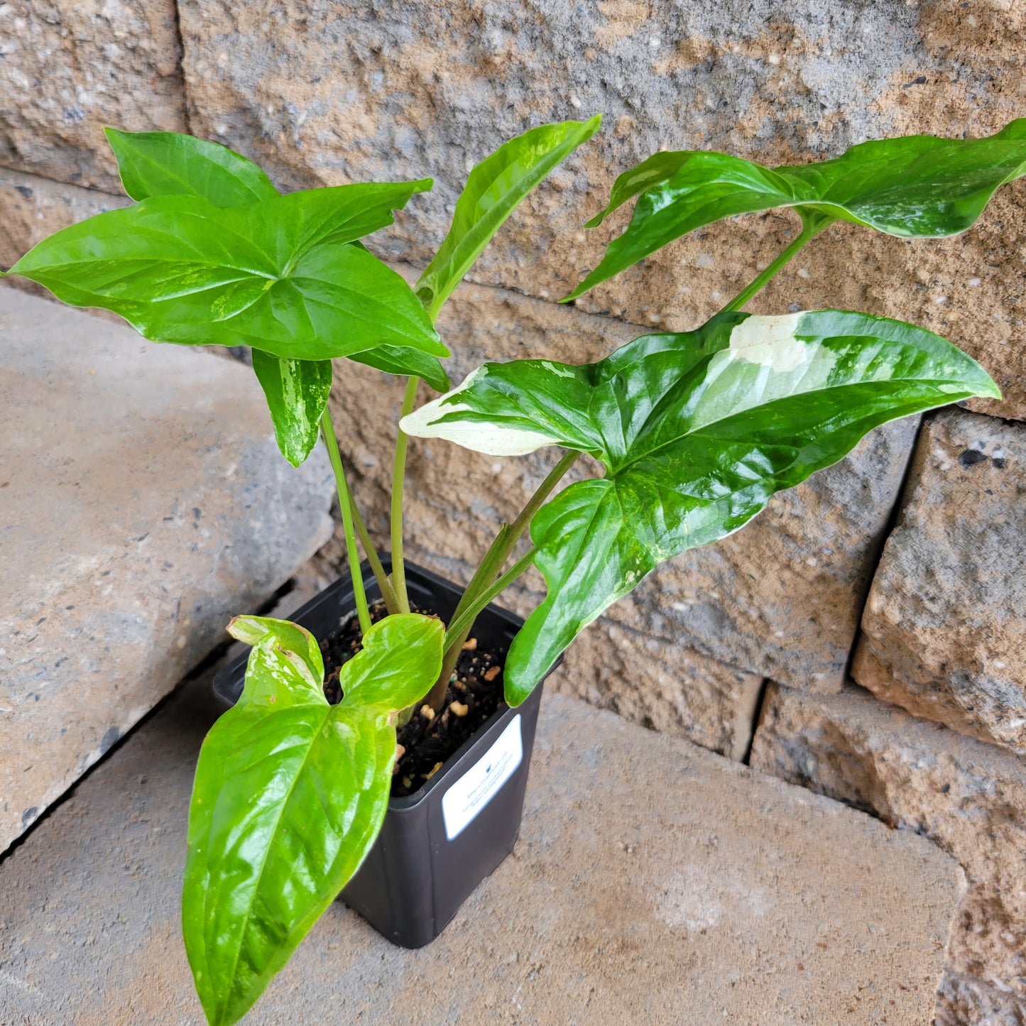 Syngonium podophyllum 'Albo-variegatum'