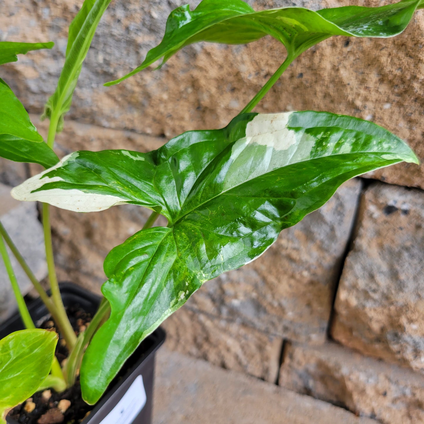 Syngonium podophyllum 'Albo-variegatum'