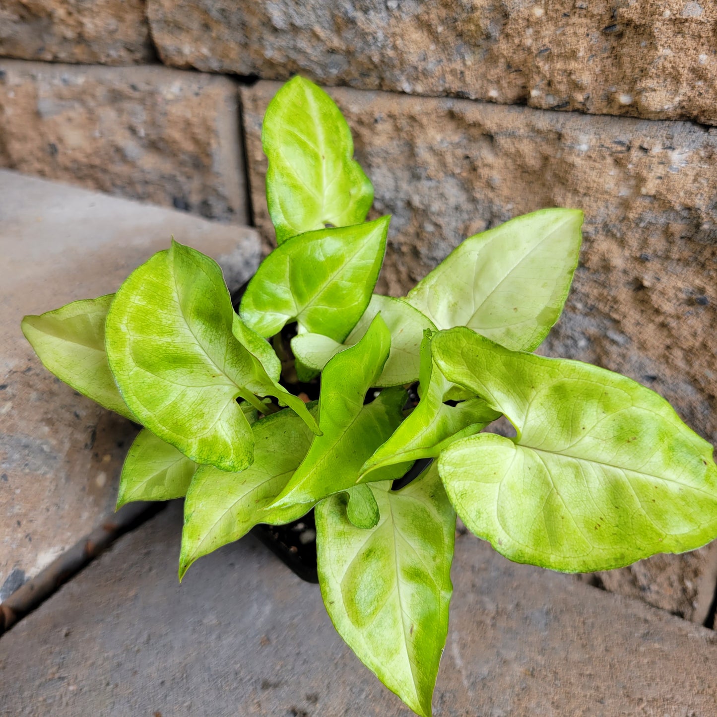 Syngonium podophyllum 'Arrowhead'