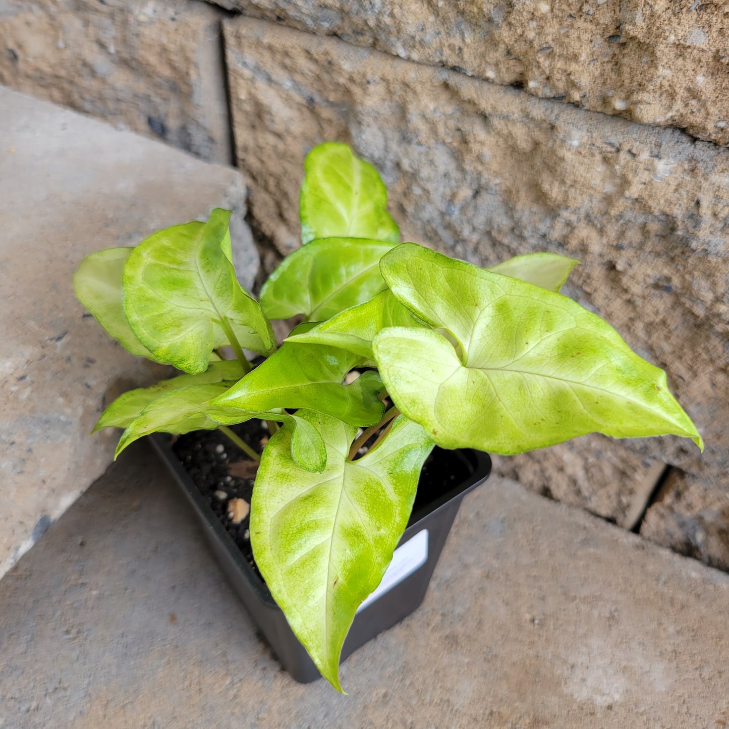 Syngonium podophyllum 'Arrowhead'