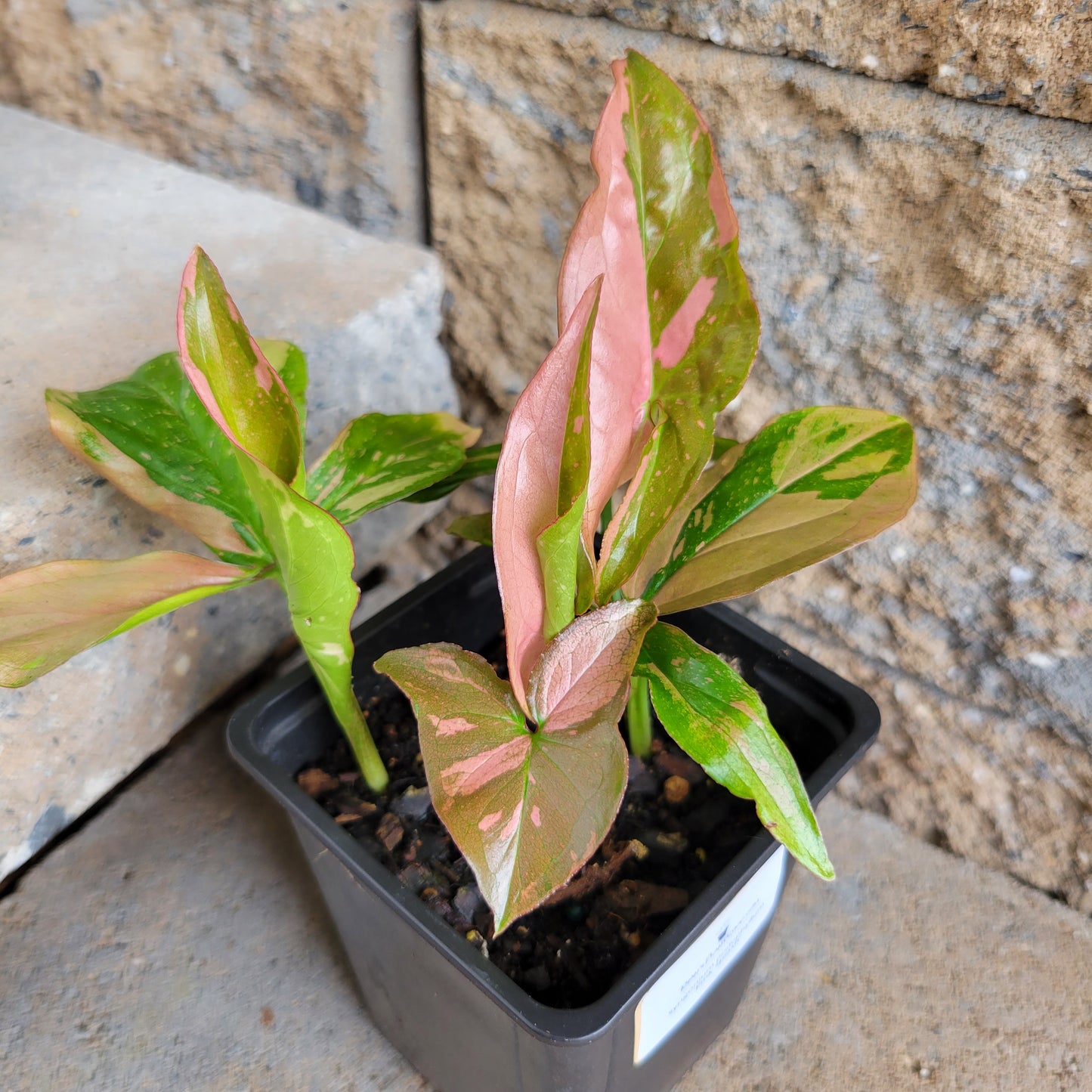 Syngonium podophyllum 'Pink Splash'