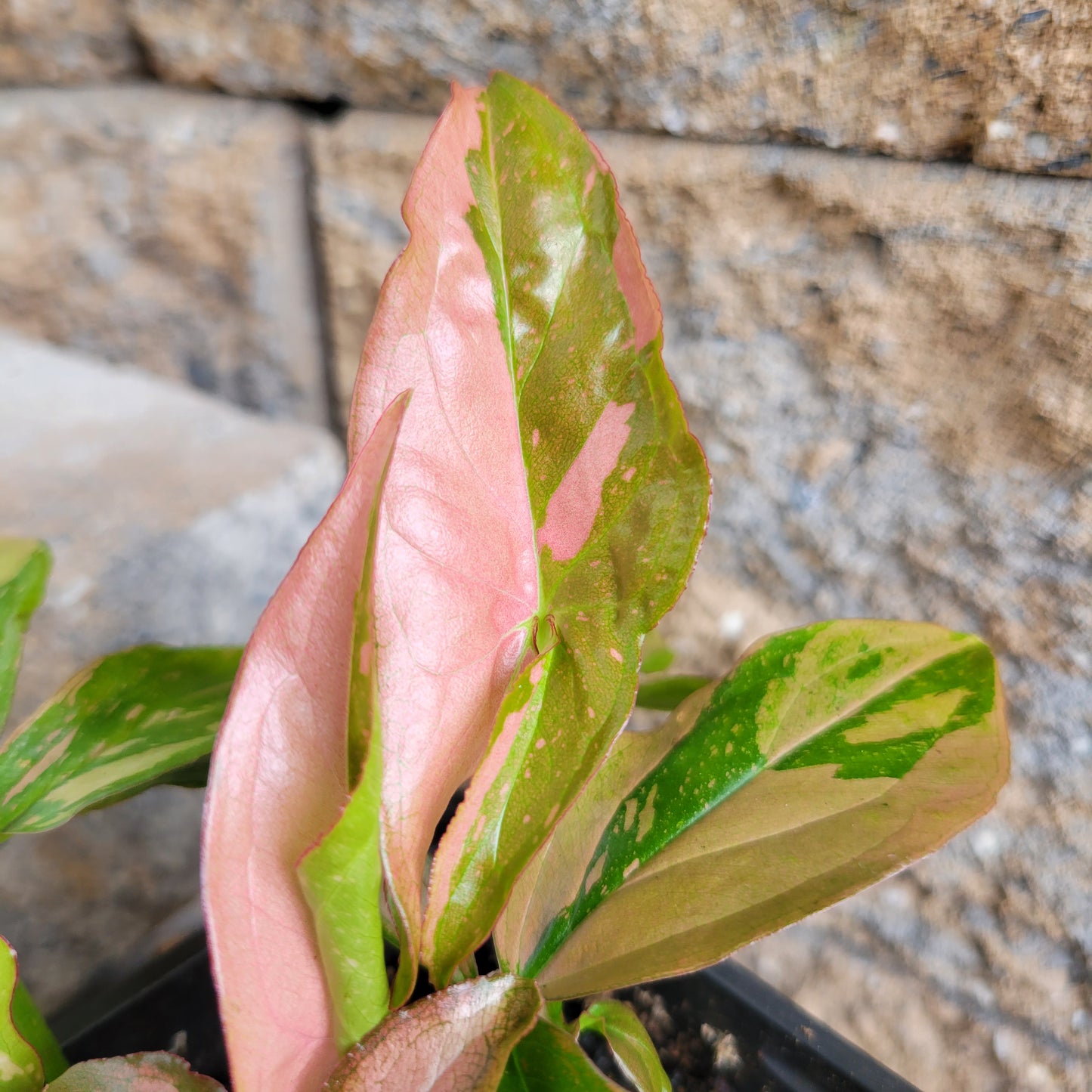 Syngonium podophyllum 'Pink Splash'