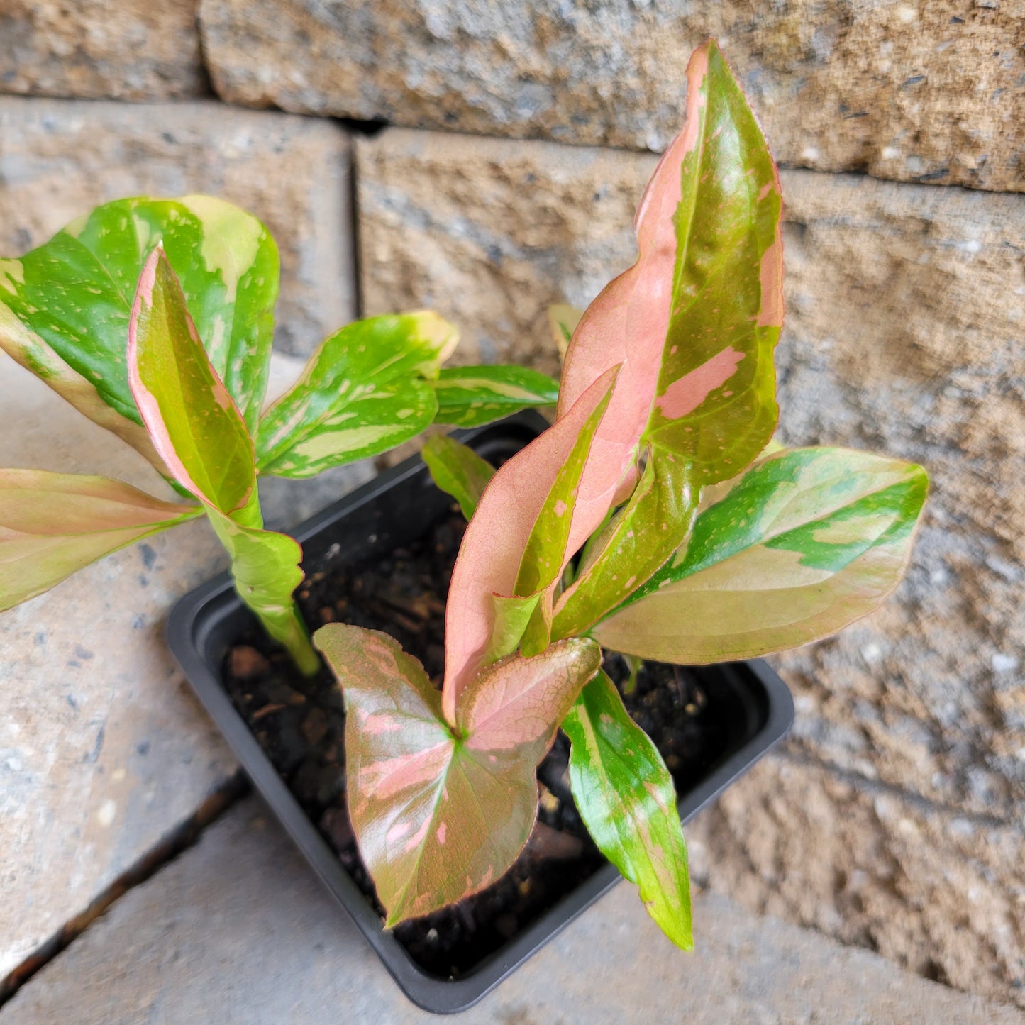 Syngonium podophyllum 'Pink Splash'