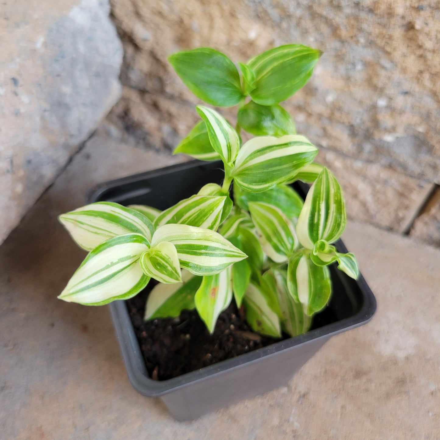 Tradescantia 'Green Yellow'