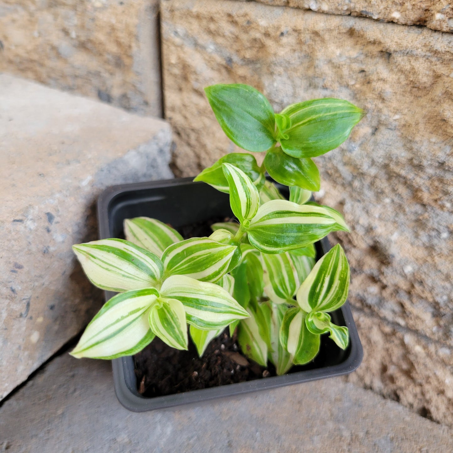 Tradescantia 'Green Yellow'