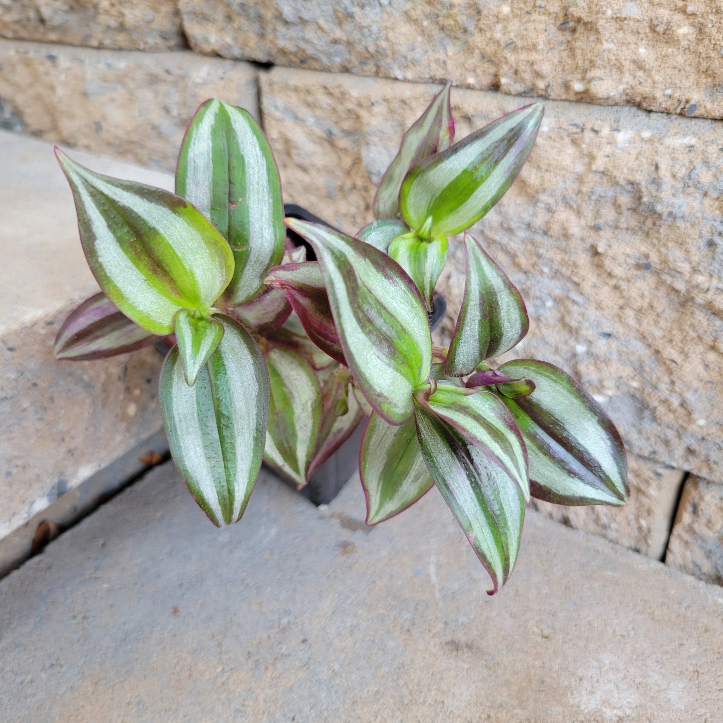 Tradescantia 'Purple'