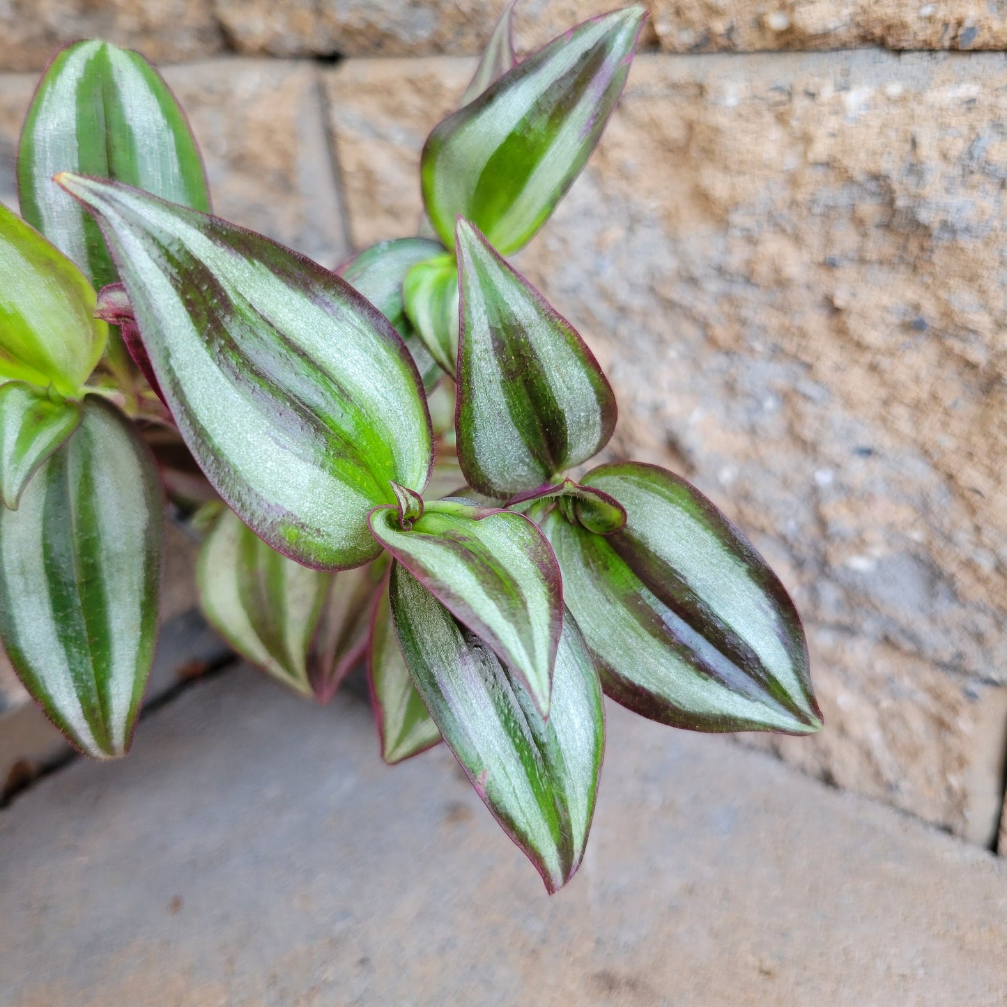 Tradescantia 'Purple'