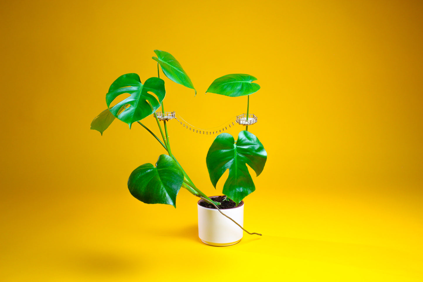 Plant-Crowsnest