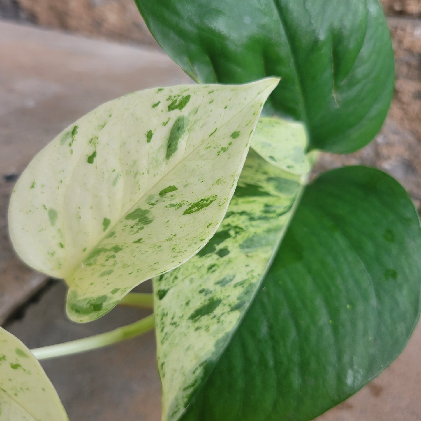 Epipremnum aureum 'Marble Queen'