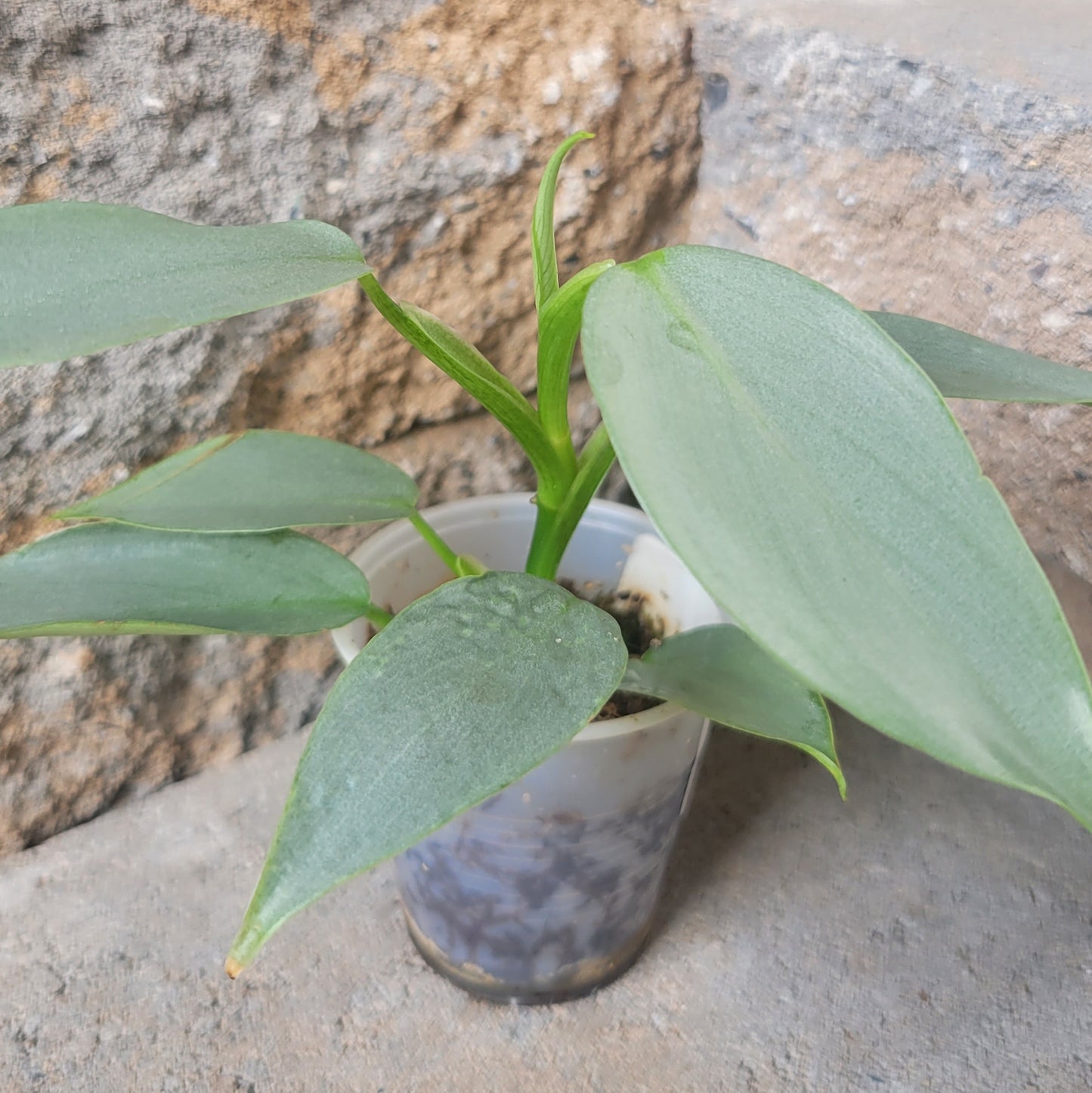 Philodendron hastatum 'Silver Sword'