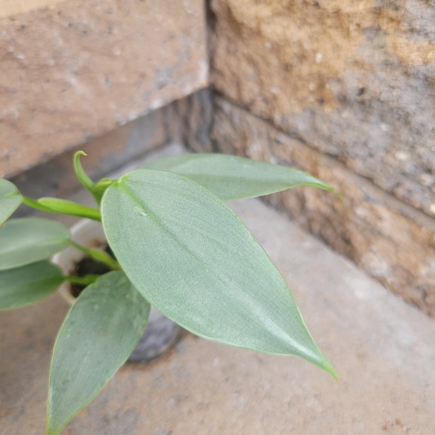 Philodendron hastatum 'Silver Sword'