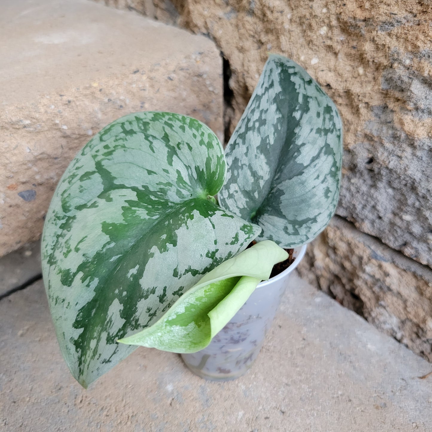 Scindapsus pictus 'Satin Pothos'