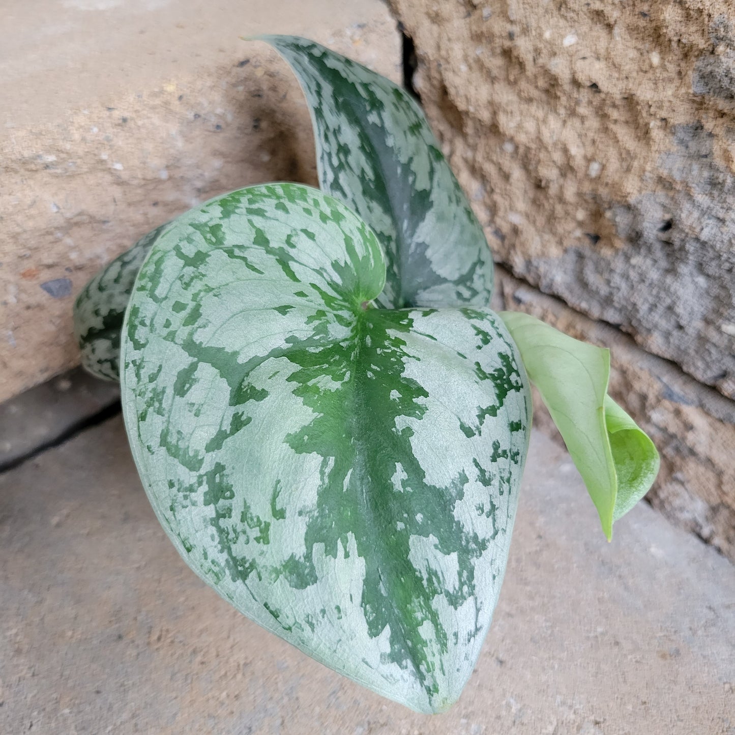 Scindapsus pictus 'Satin Pothos'