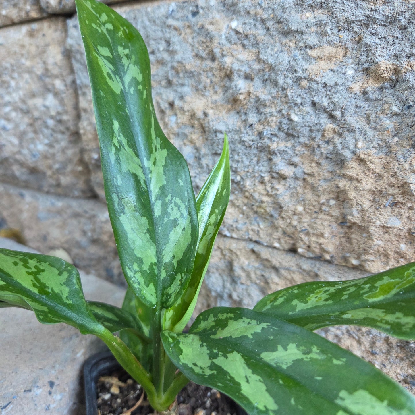 Aglaonema 'Chinese Evergreen'