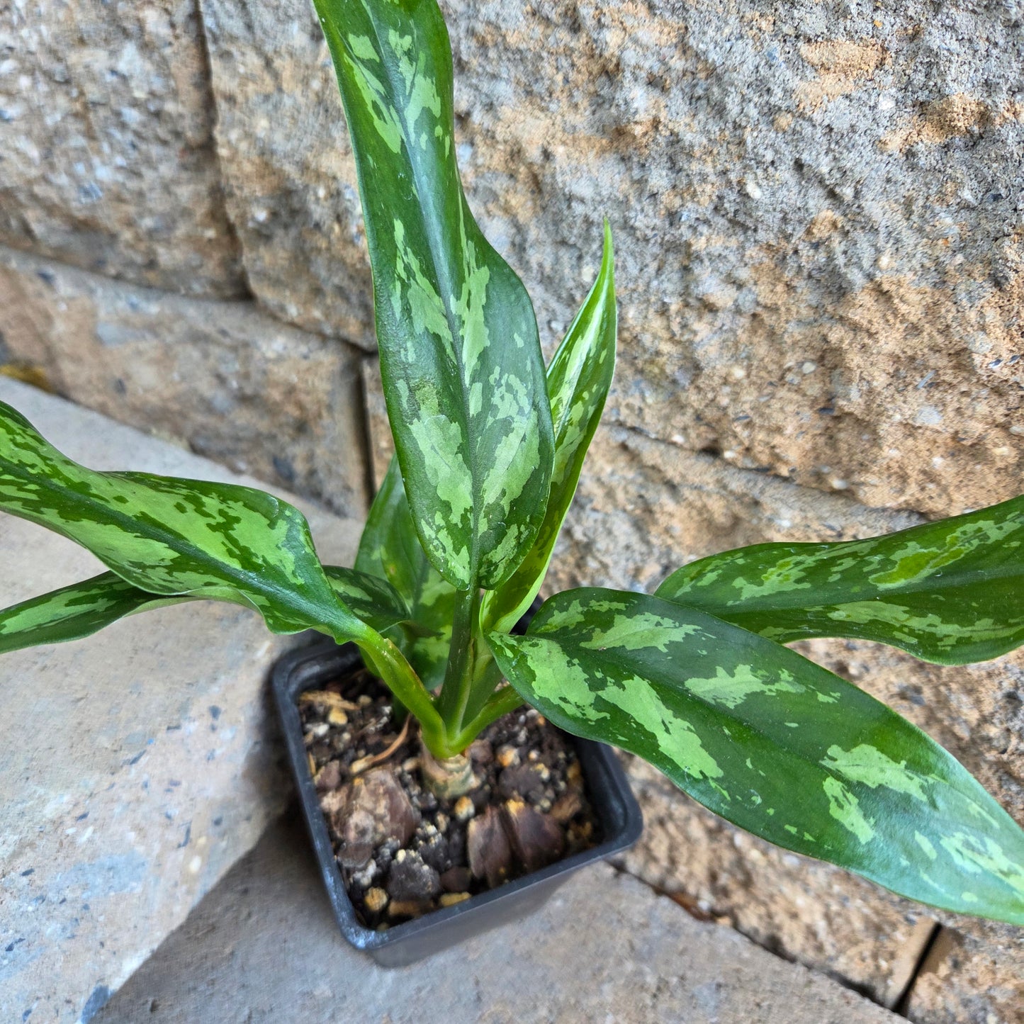 california tropicals aglaonema chinese evergreen Aglaonema 'Chinese Evergreen'