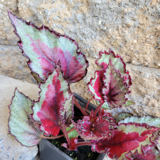 Begonia Rex 'Spitfire'