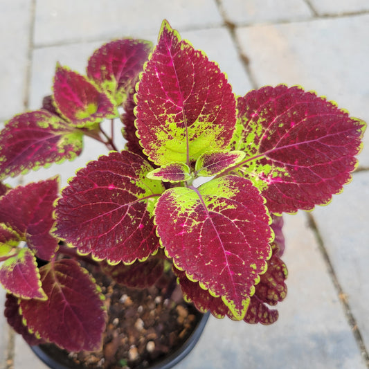 Coleus 'Tapestry'