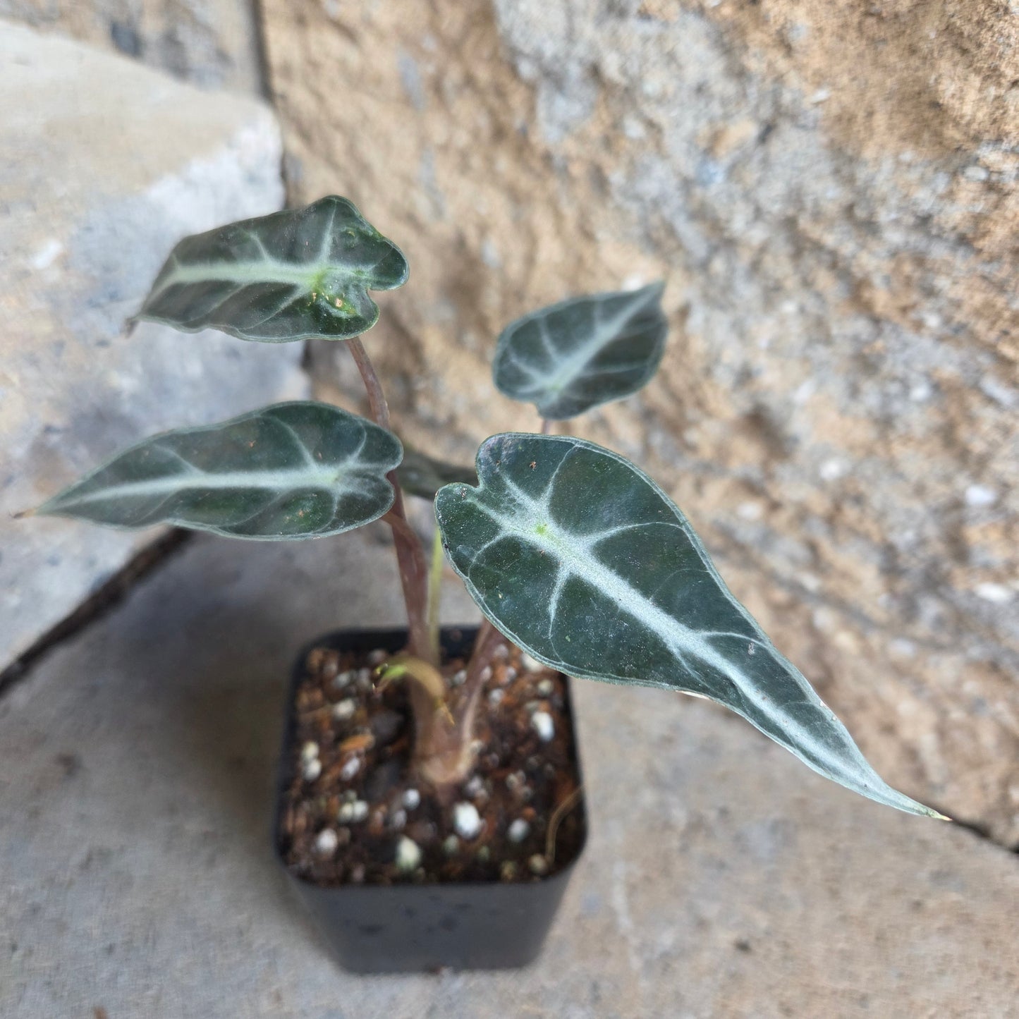 Alocasia 'Bambino'