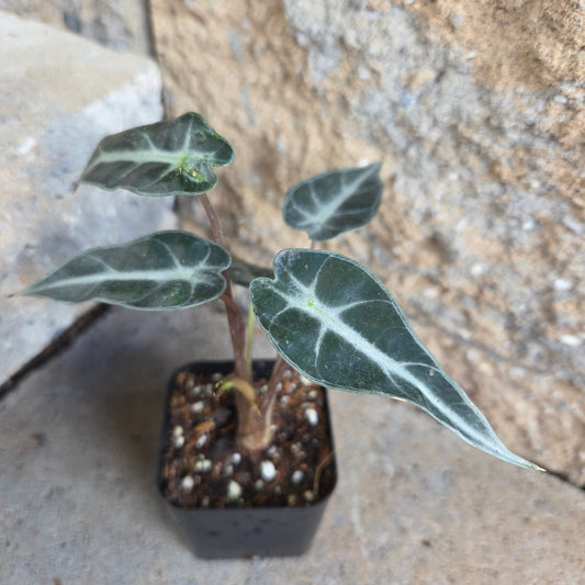 Alocasia 'Bambino'