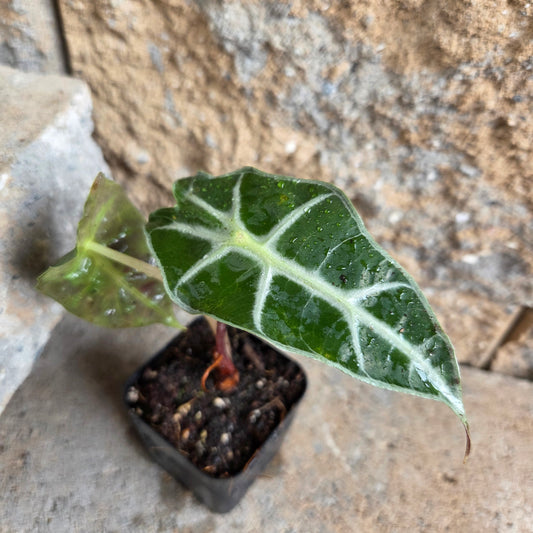 Alocasia Dwarf Amazonica