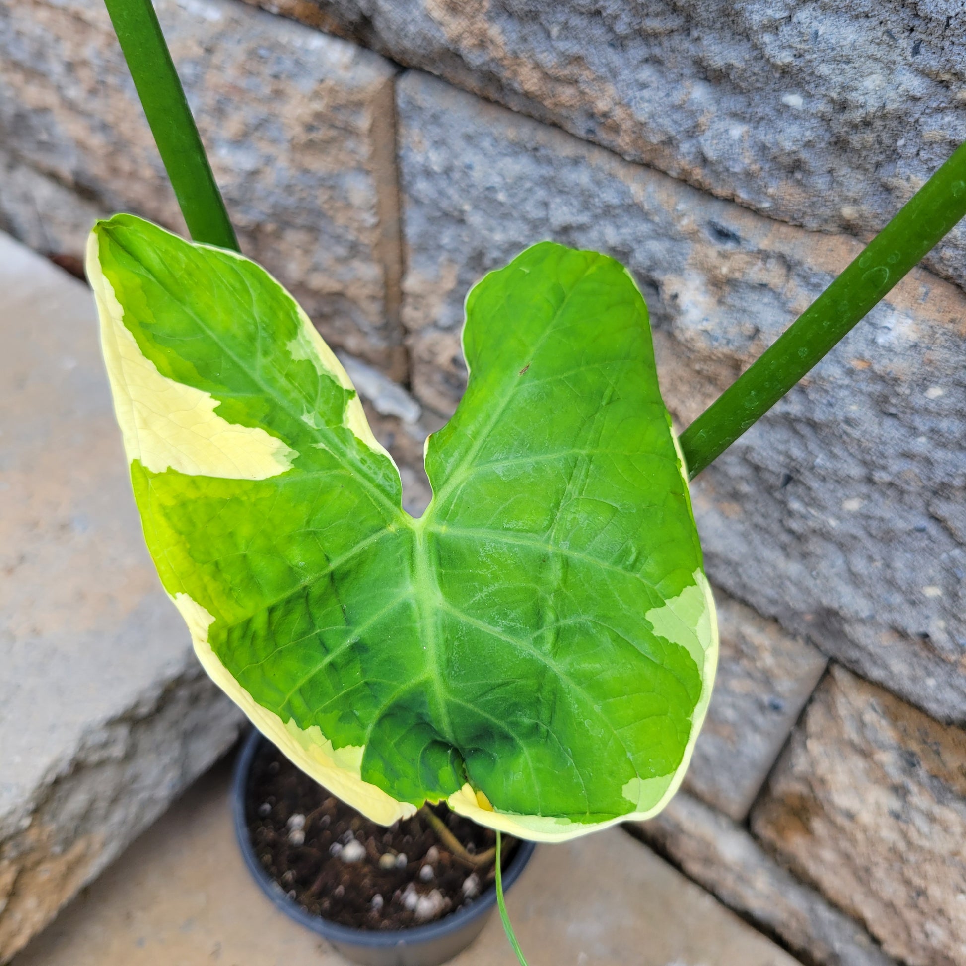 mickey mouse philodendron Alocasia 'Mickey Mouse'