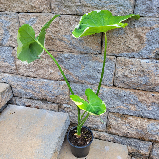 Alocasia 'Mickey Mouse'