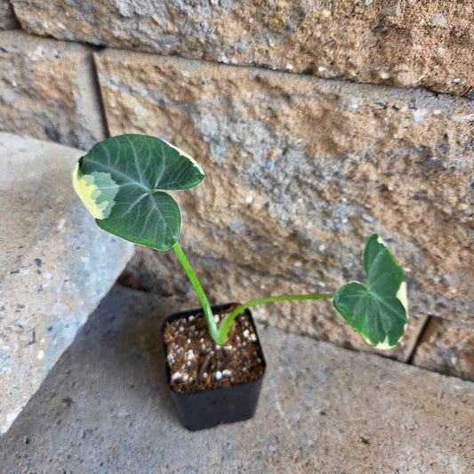 Alocasia 'Mickey Mouse'